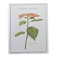 Botanical engraving -Poinsettia Pulcherriima- Illustration of medicinal plants and herbs