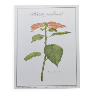 Botanical engraving -Poinsettia Pulcherriima- Illustration of medicinal plants and herbs