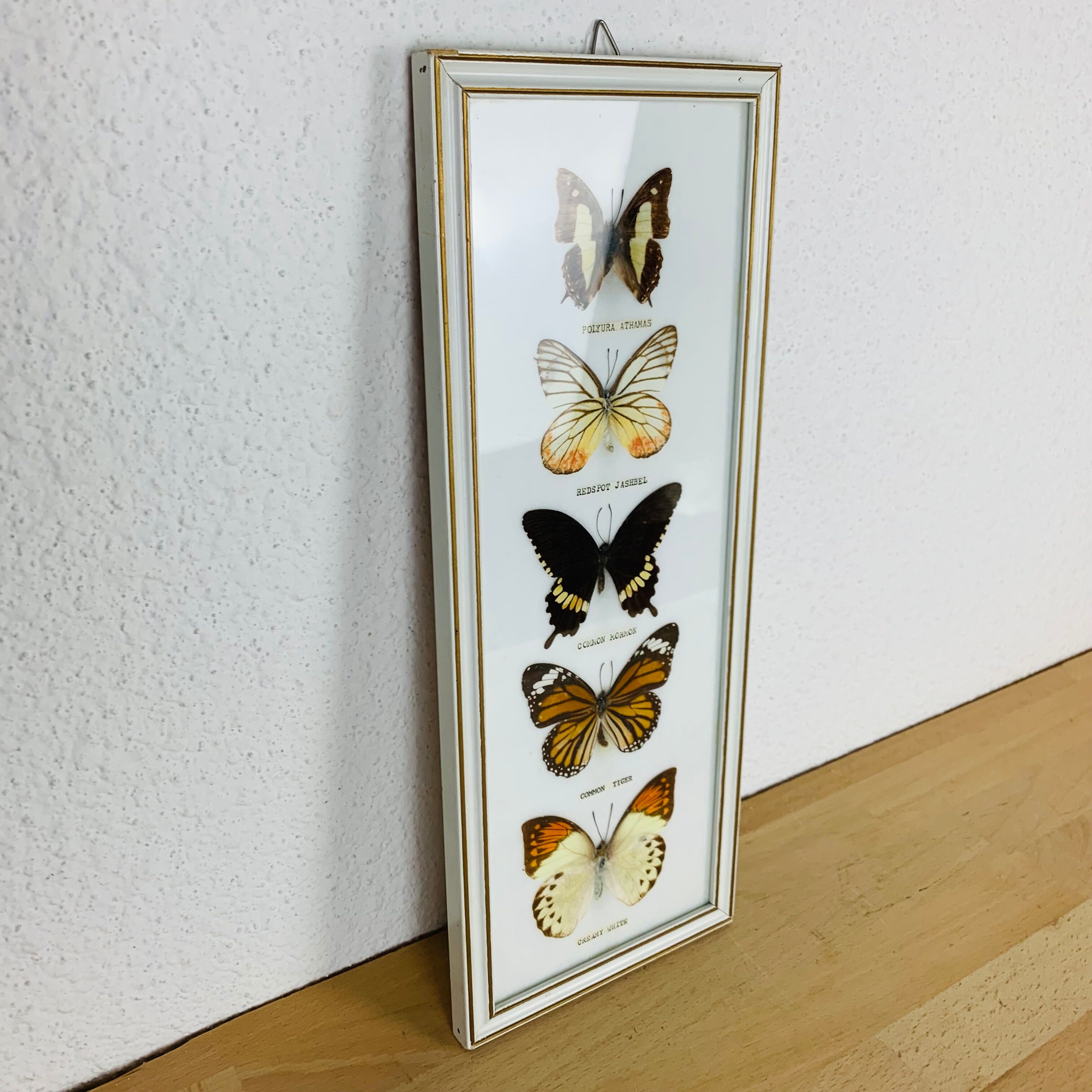 Vintage naturalized butterfly frame 38 x 15 cm