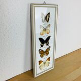 Vintage naturalized butterfly frame 38 x 15 cm