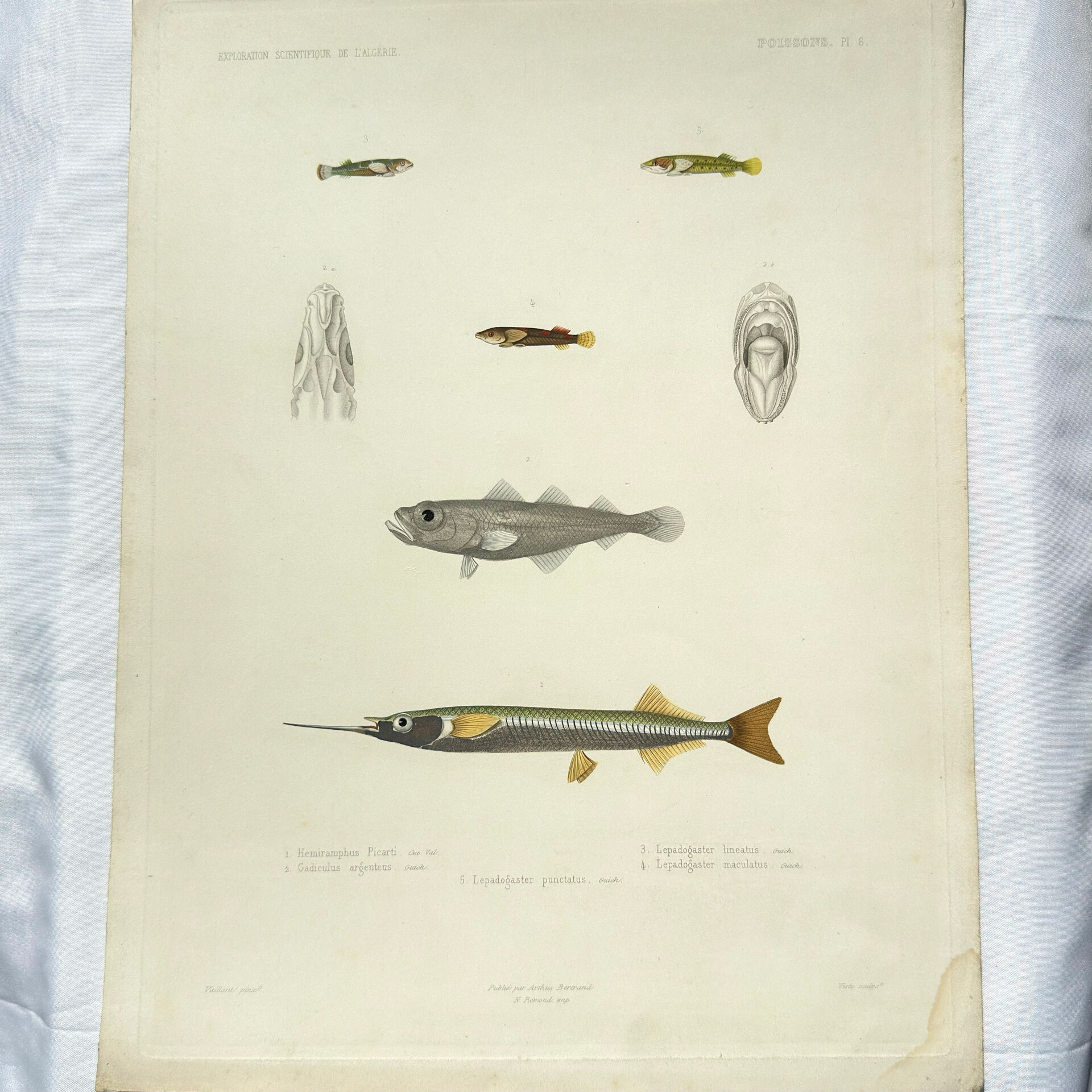 Original antique engraving Fish Algeria 1850 Guichenot Exploration