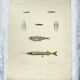 Original antique engraving Fish Algeria 1850 Guichenot Exploration