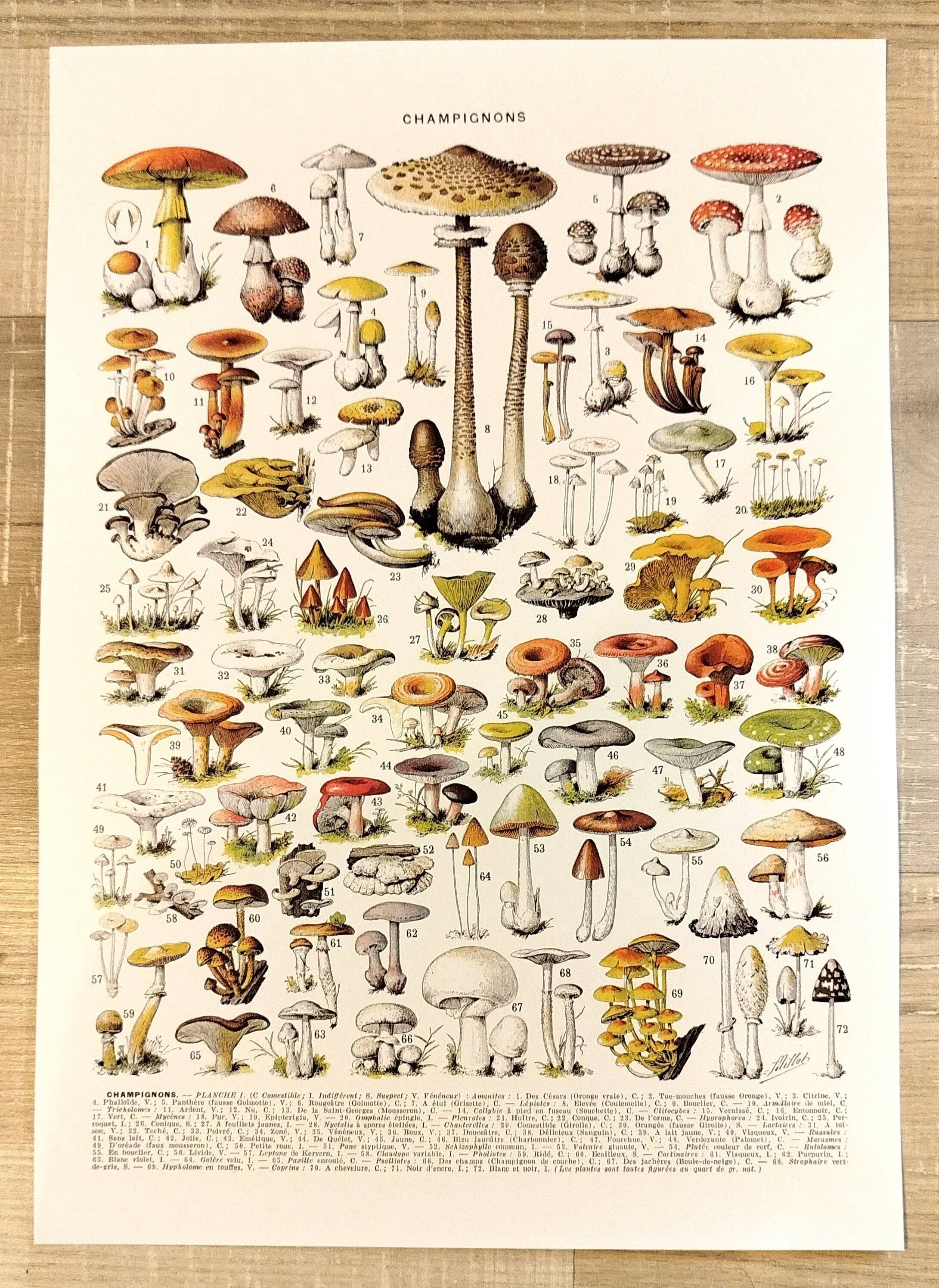 Poster about "Amanita" mushrooms, based on a 1928 lithograph