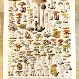 Poster about "Amanita" mushrooms, based on a 1928 lithograph