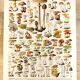 Poster about "Amanita" mushrooms, based on a 1928 lithograph