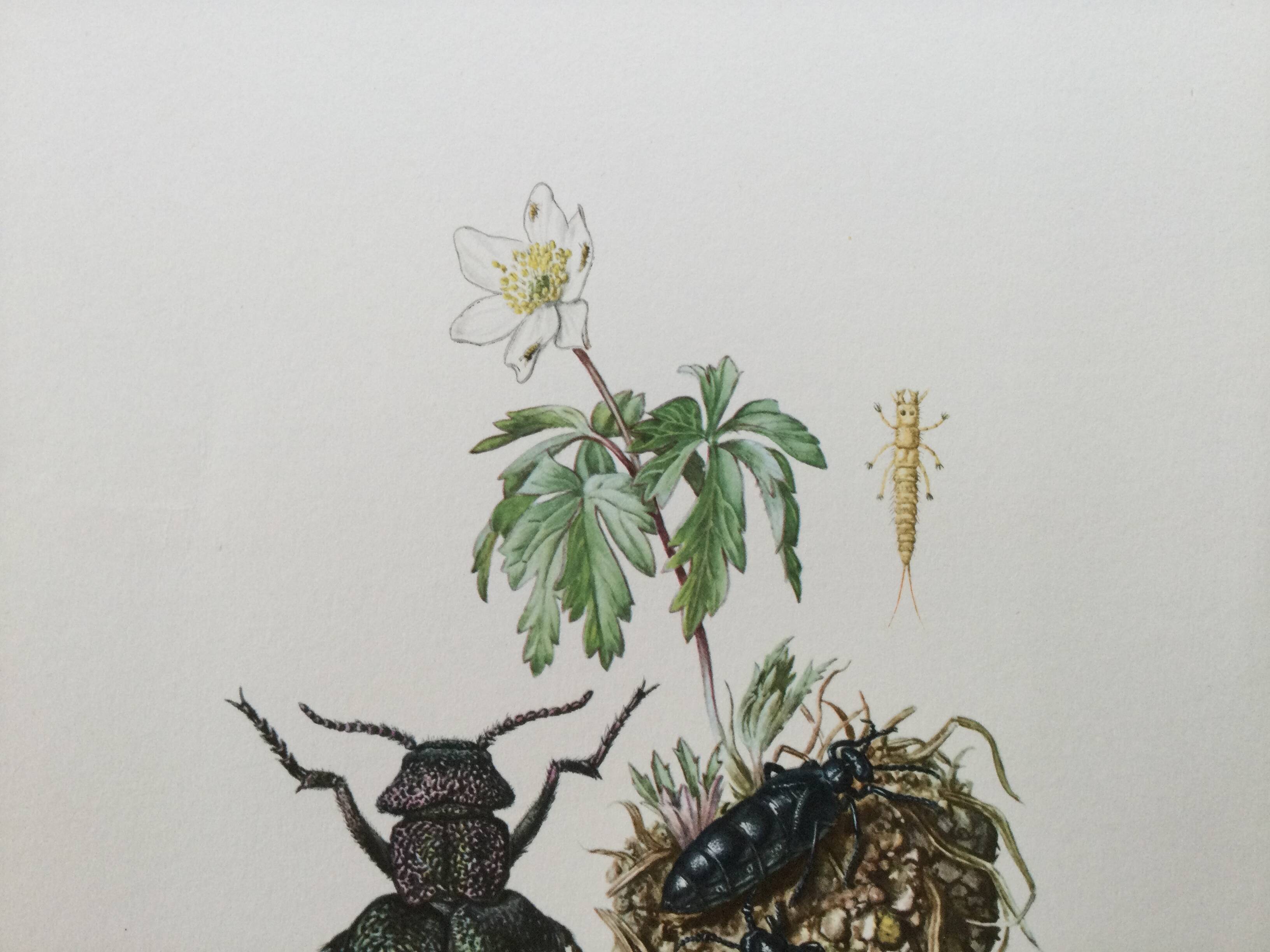 Antique illustration of insects, vintage print from the 60s
