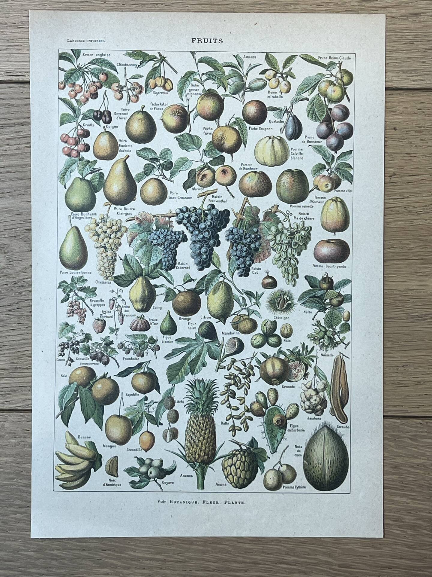 Botanical plate "Fruits" - 18.8x27.8cm