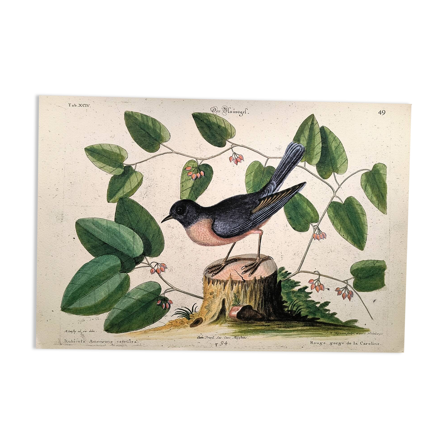Old bird engraving - Robin - Vintage nature plate by Seligmann