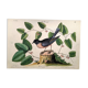 Old bird engraving - Robin - Vintage nature plate by Seligmann