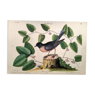 Ancienne gravure oiseau -Rouge Gorge- Planche nature vintage de Seligmann