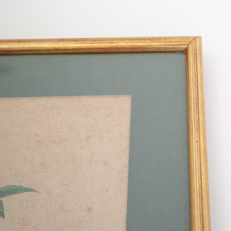 Poster plank botanical engraving rose of provins by Gerard Van spaedonck