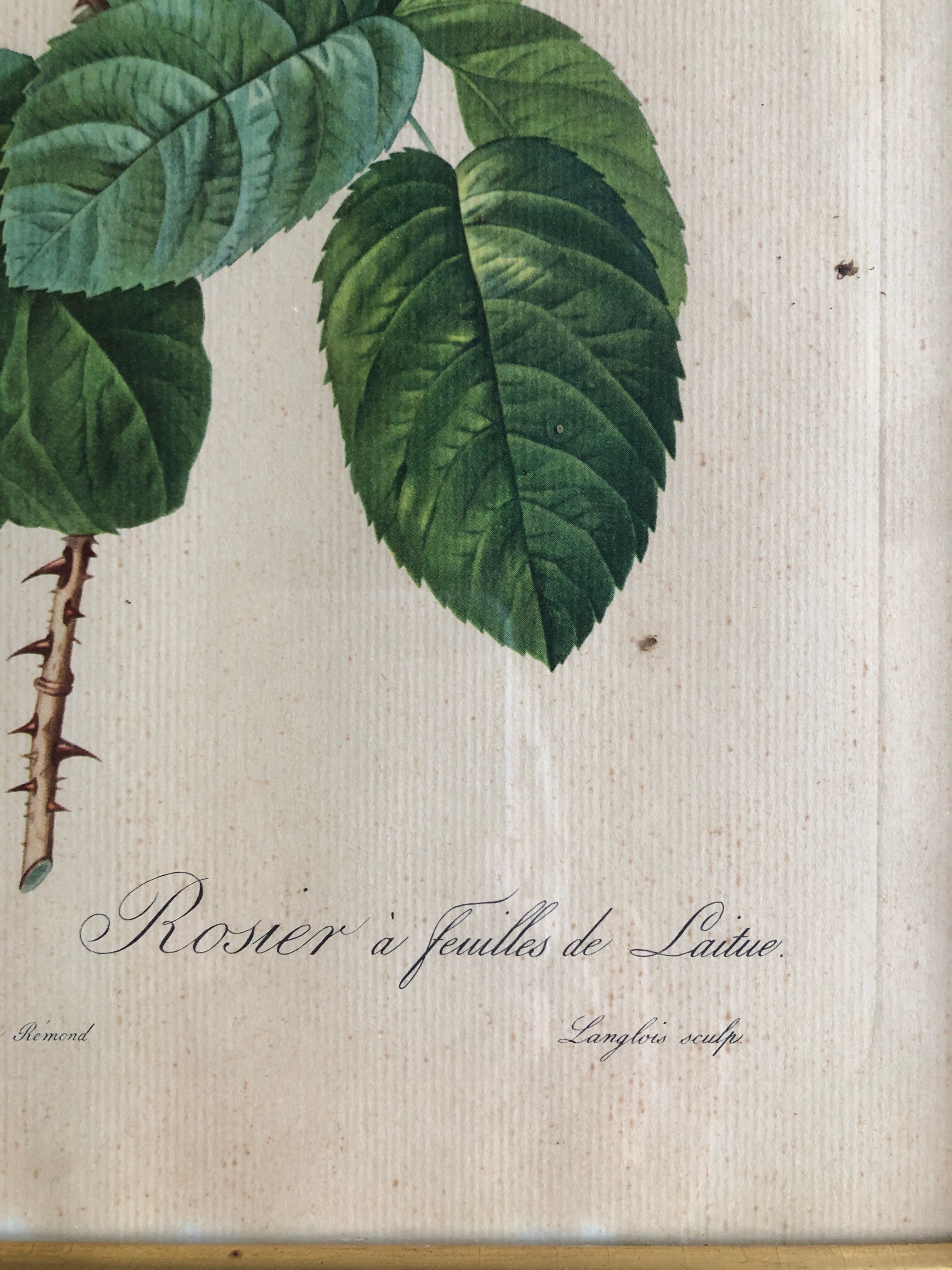 Engraving under glass botanical plank Rose with lettuce leaves