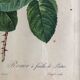 Engraving under glass botanical plank Rose with lettuce leaves