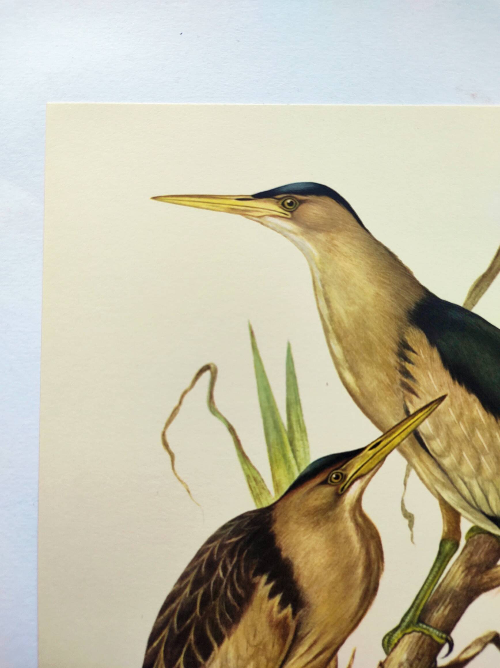 Old bird plate from the 1960s - Bittern - Zoological and ornithological illustration
