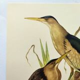 Old bird plate from the 1960s - Bittern - Zoological and ornithological illustration