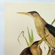 Old bird plate from the 1960s - Bittern - Zoological and ornithological illustration