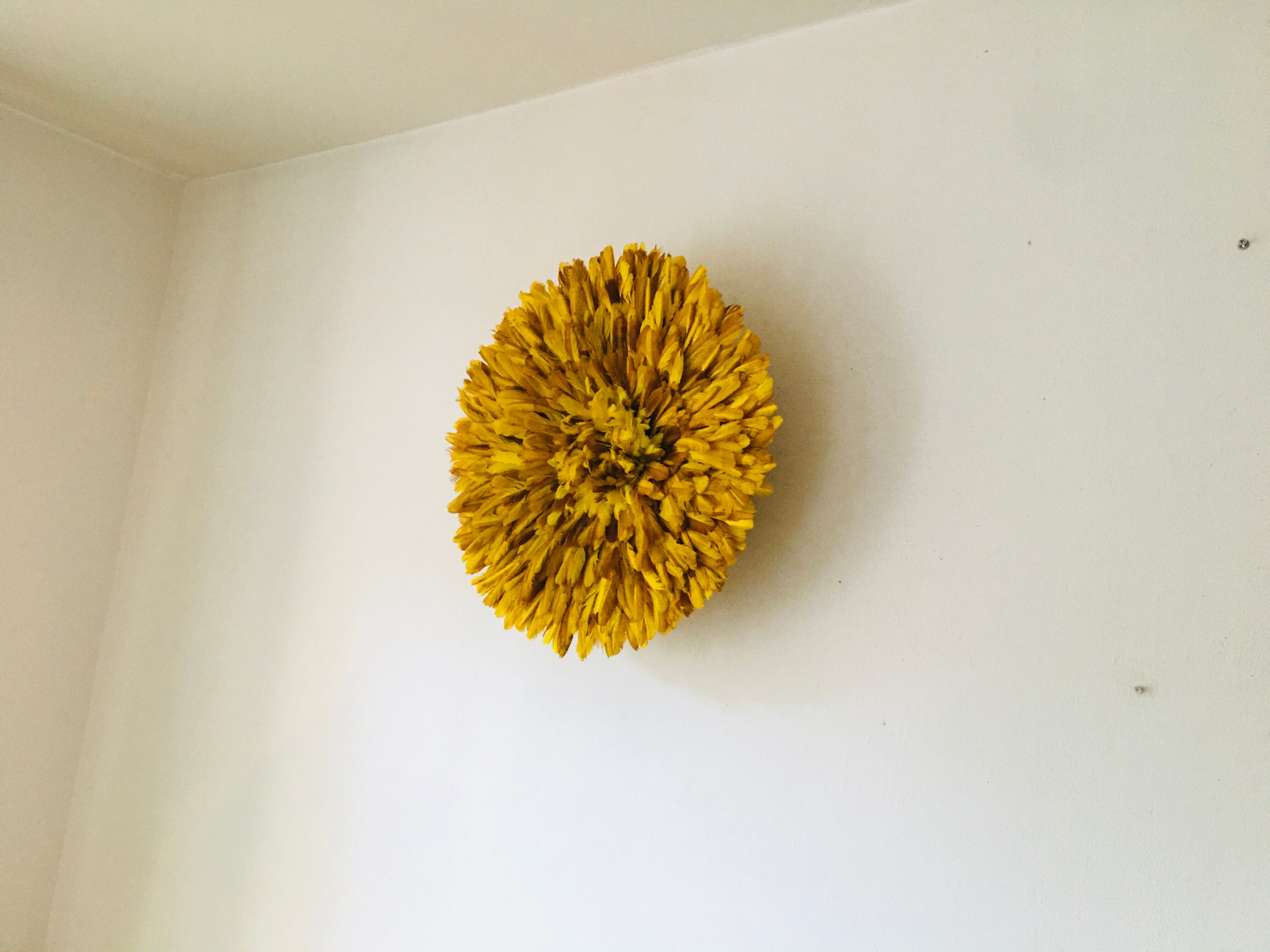 Yellow Jujuhat 55 cm