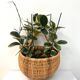 Large hanging wicker rattan basket - 1970s