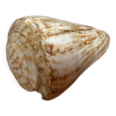 Large cone shell conus