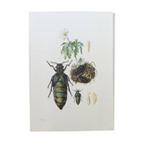 Antique illustration of insects, vintage print from the 60s