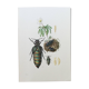 Illustration ancienne Insectes, impression vintage années 60