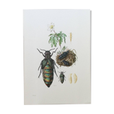 Illustration ancienne Insectes, impression vintage années 60