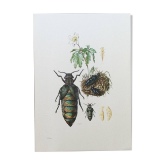 Antique illustration of insects, vintage print from the 60s