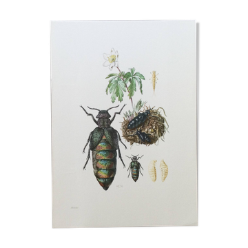Antique illustration of insects, vintage print from the 60s