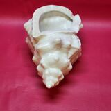 Empty cup vintage pocket shell shape conch conch shell iridescent white