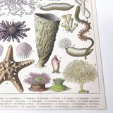 Lithograph plate world of the sea oceanography 1900