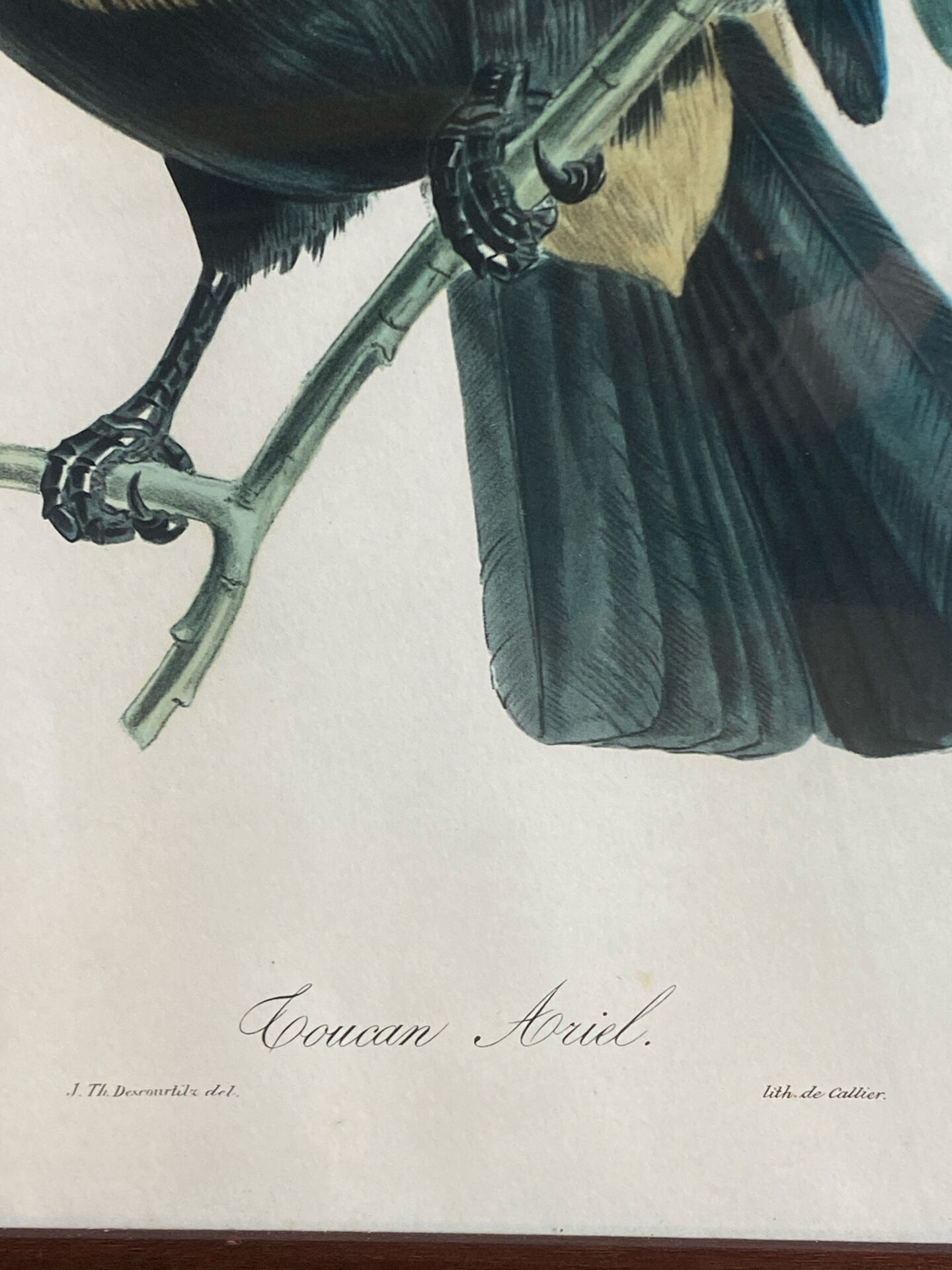 Gravure, Toucan Ariel, Descourtilz