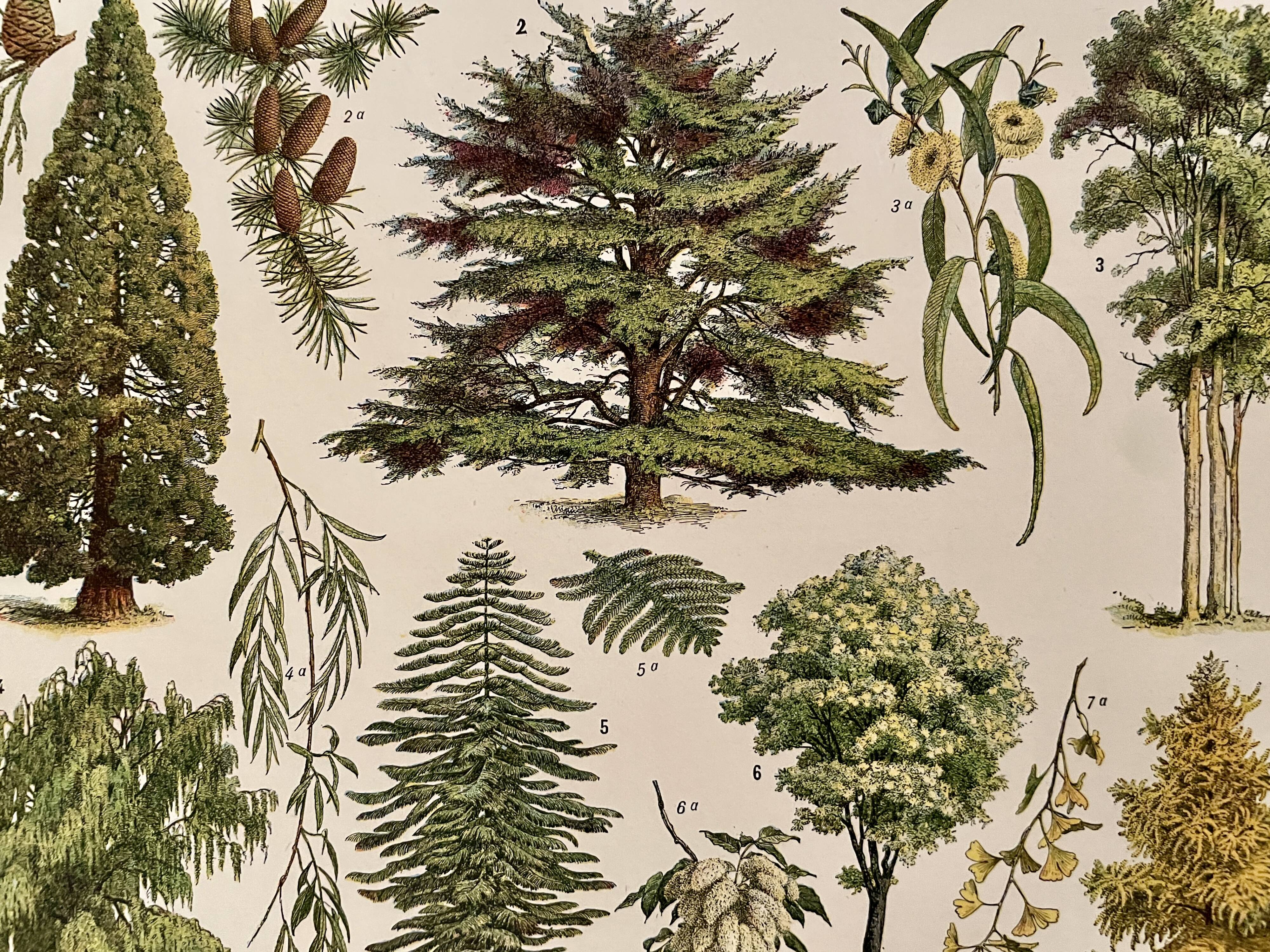 Lithograph on gardens (ornamental trees) - 1930 (cedar of Lebanon)