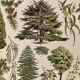 Lithograph on gardens (ornamental trees) - 1930 (cedar of Lebanon)