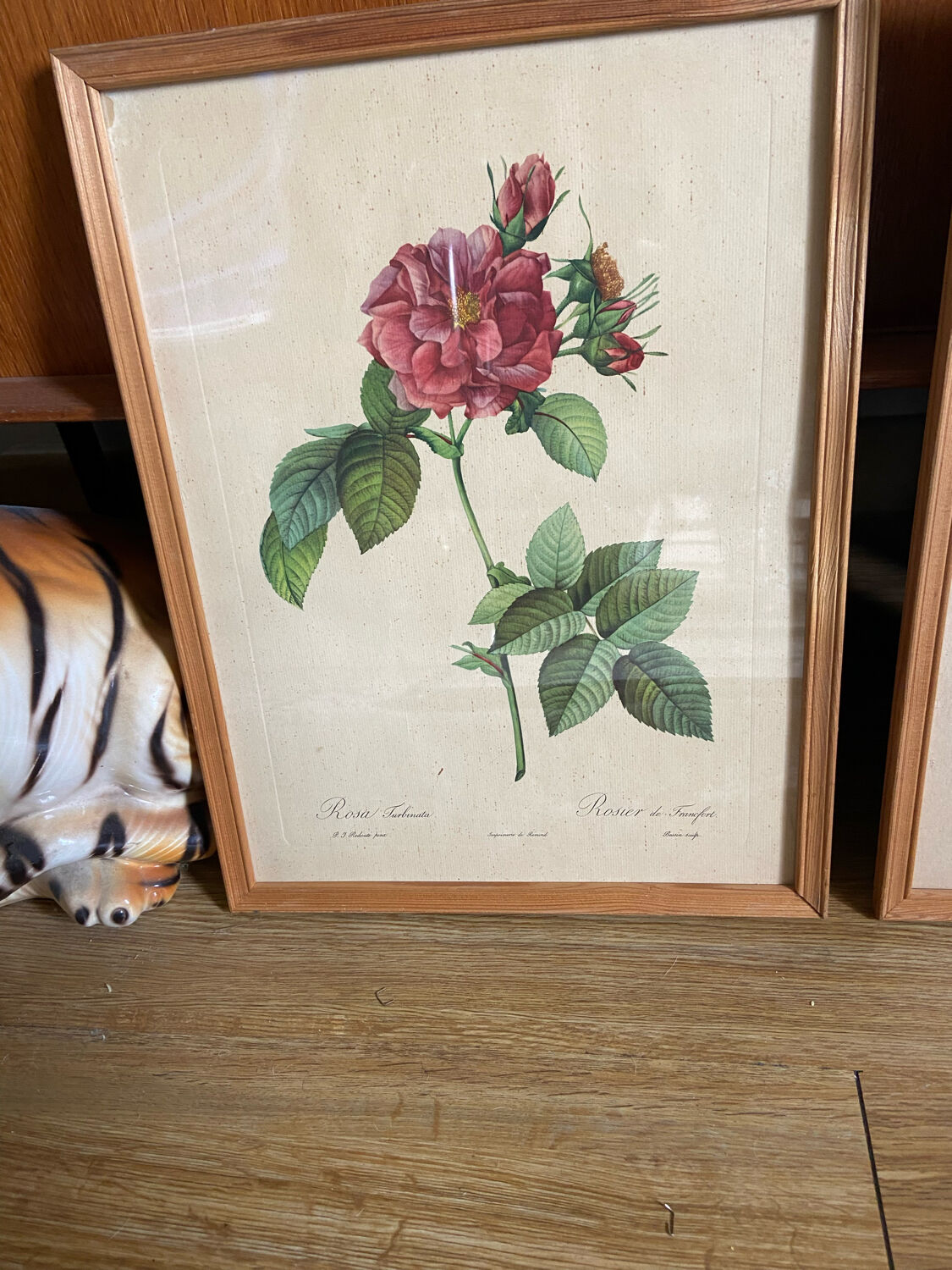 Trio of ancient botanical posters