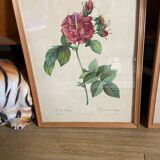 Trio of ancient botanical posters