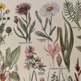 Lithographie sur les plantes de prairies de 1921