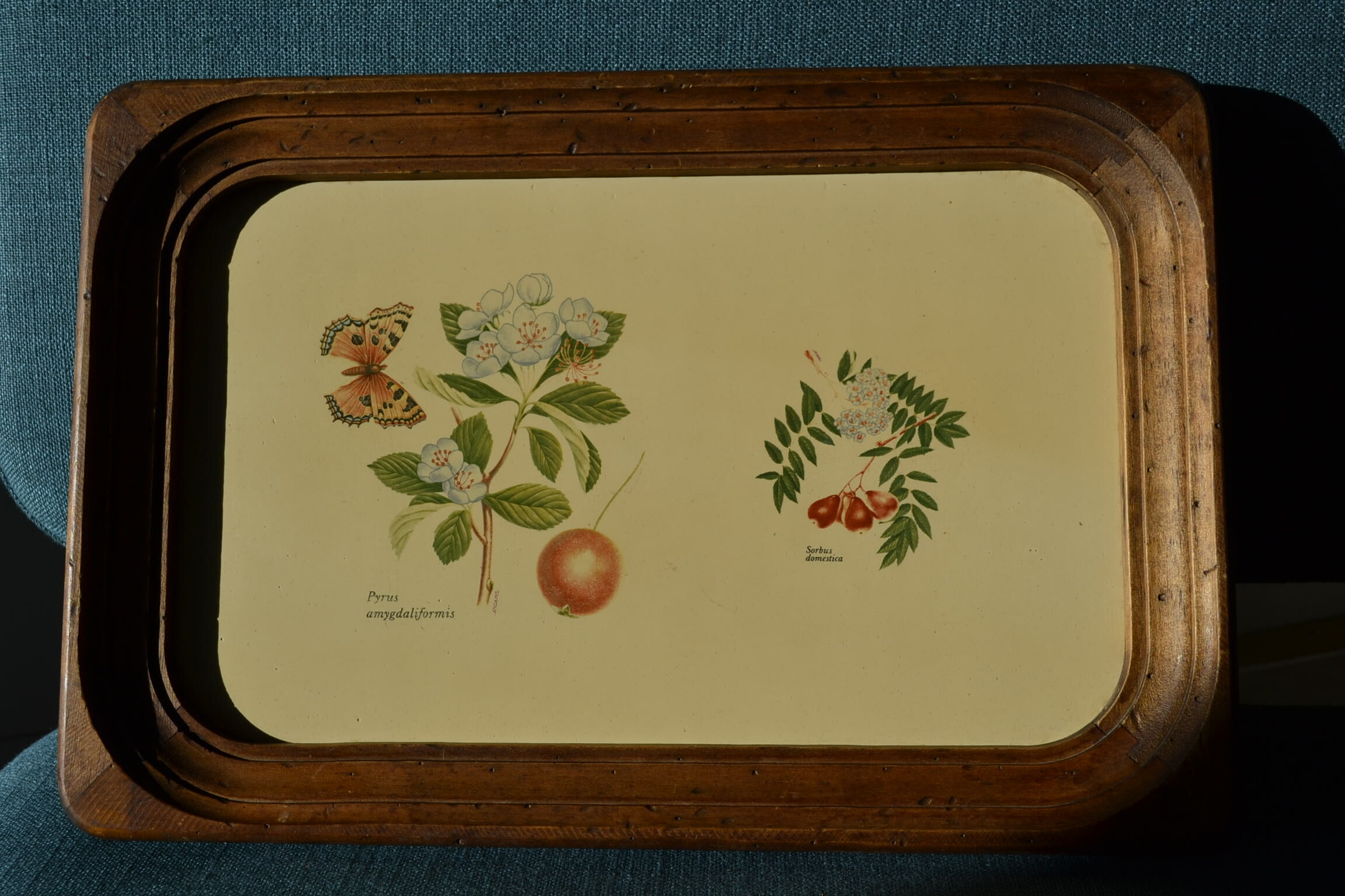 Wooden botanical tray
