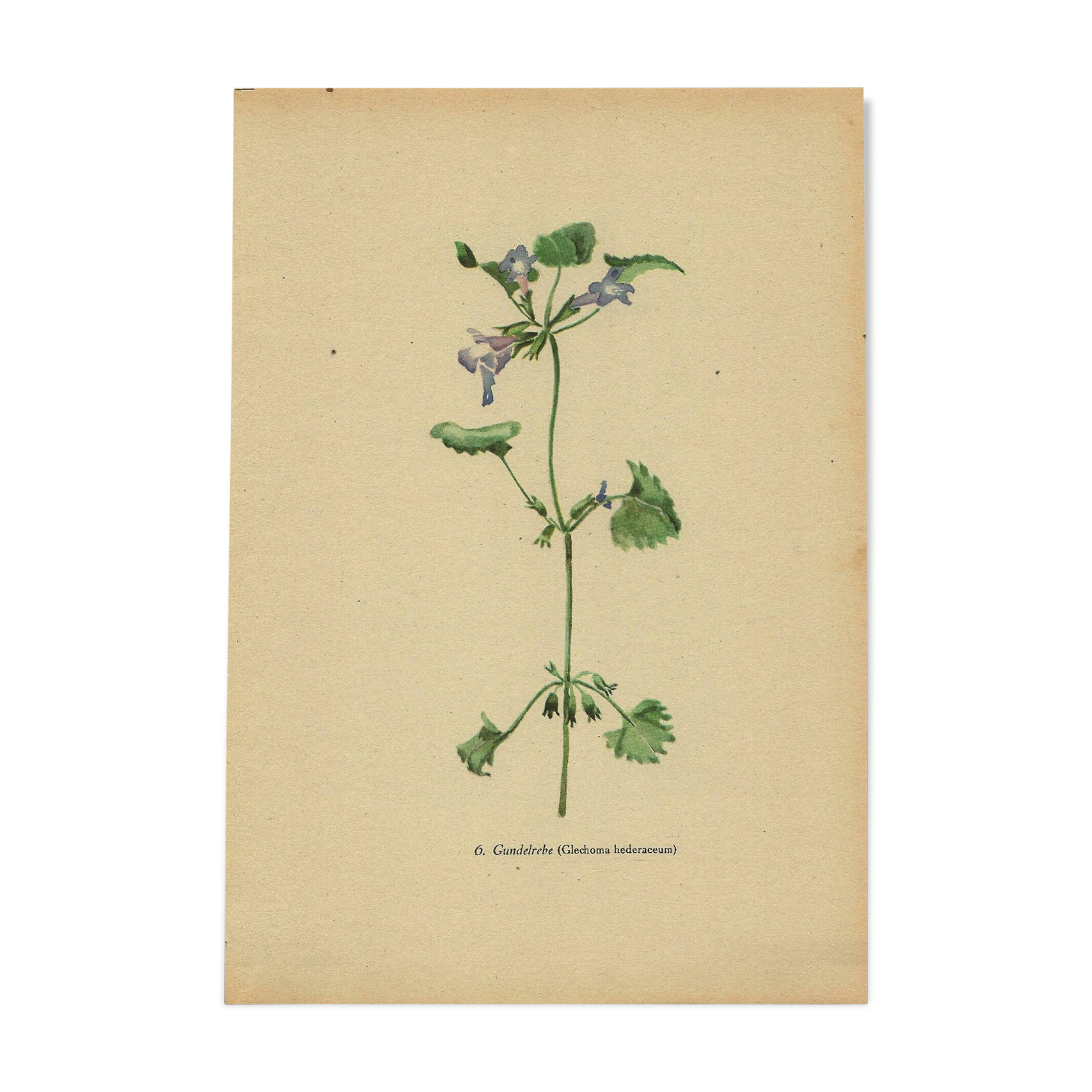 Illustration ancienne 1948 - Lierre terrestre - Planche botanique vintage