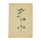 Illustration ancienne 1948 - Lierre terrestre - Planche botanique vintage