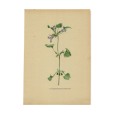 Illustration ancienne 1948 - Lierre terrestre - Planche botanique vintage