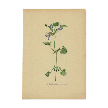 Illustration ancienne 1948 - Lierre terrestre - Planche botanique vintage