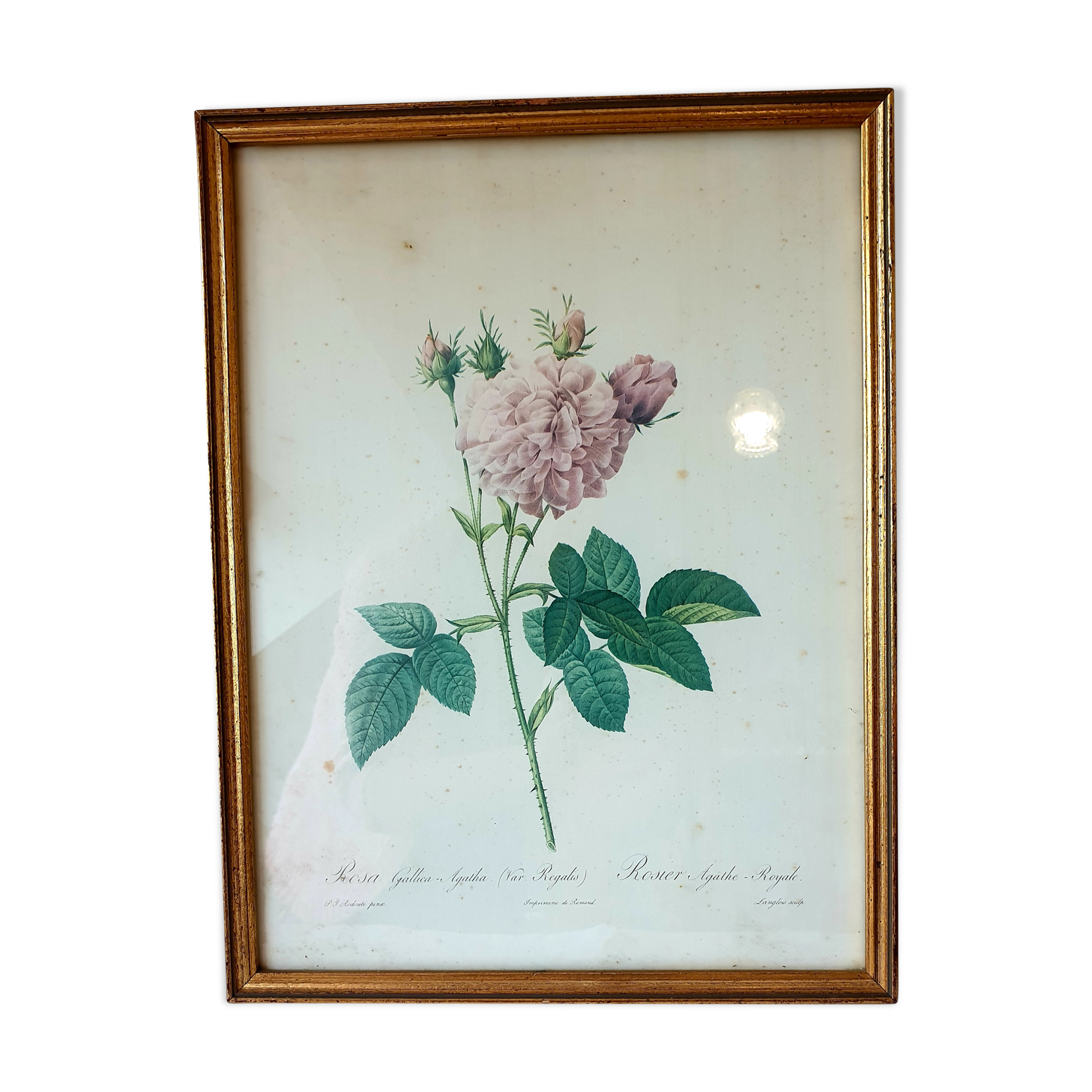 Frame engraving P.J Redouté rose Agathe.Royale