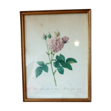 Frame engraving P.J Redouté rose Agathe.Royale