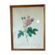 Frame engraving P.J Redouté rose Agathe.Royale