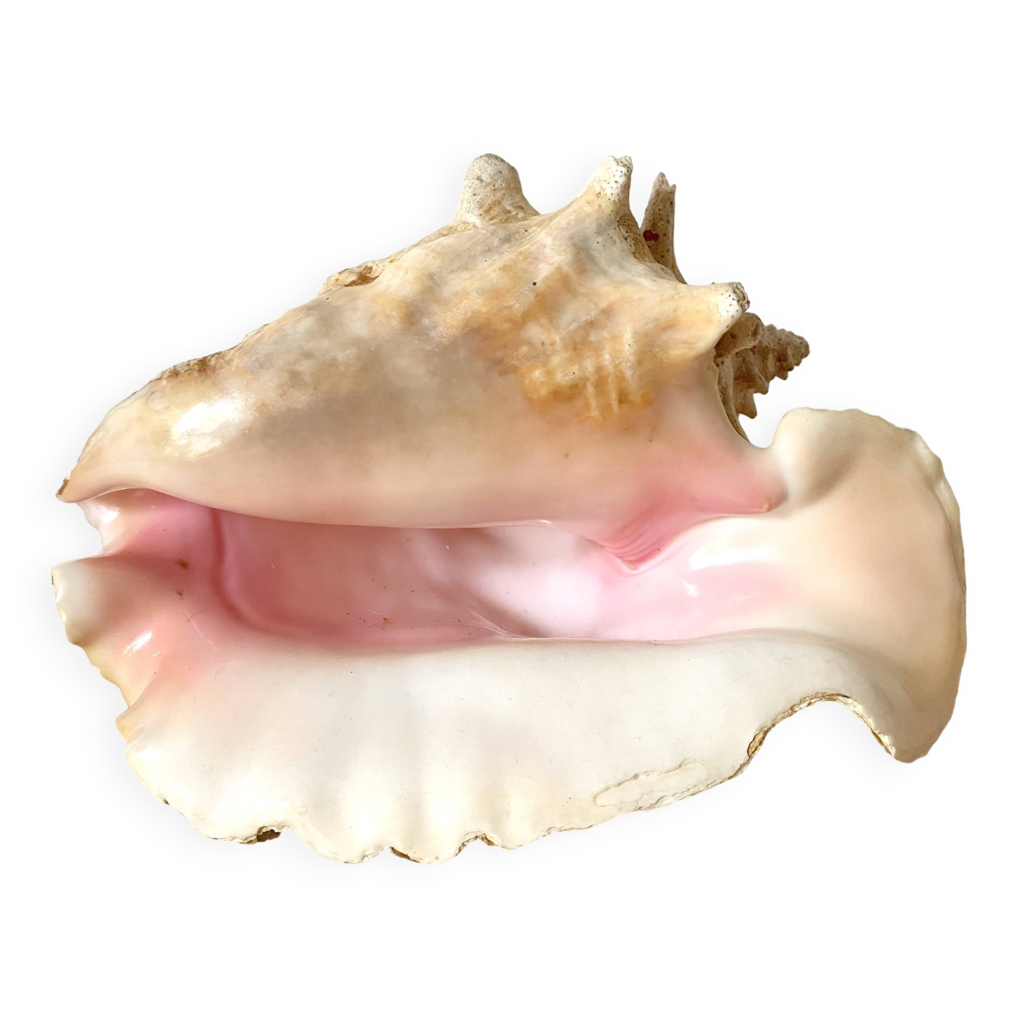 Real shell, conch, great conch
