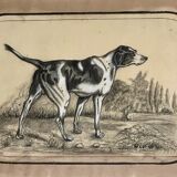 French Charcoal and white chalk drawing "English Pointer Dog Portrait",  1890s