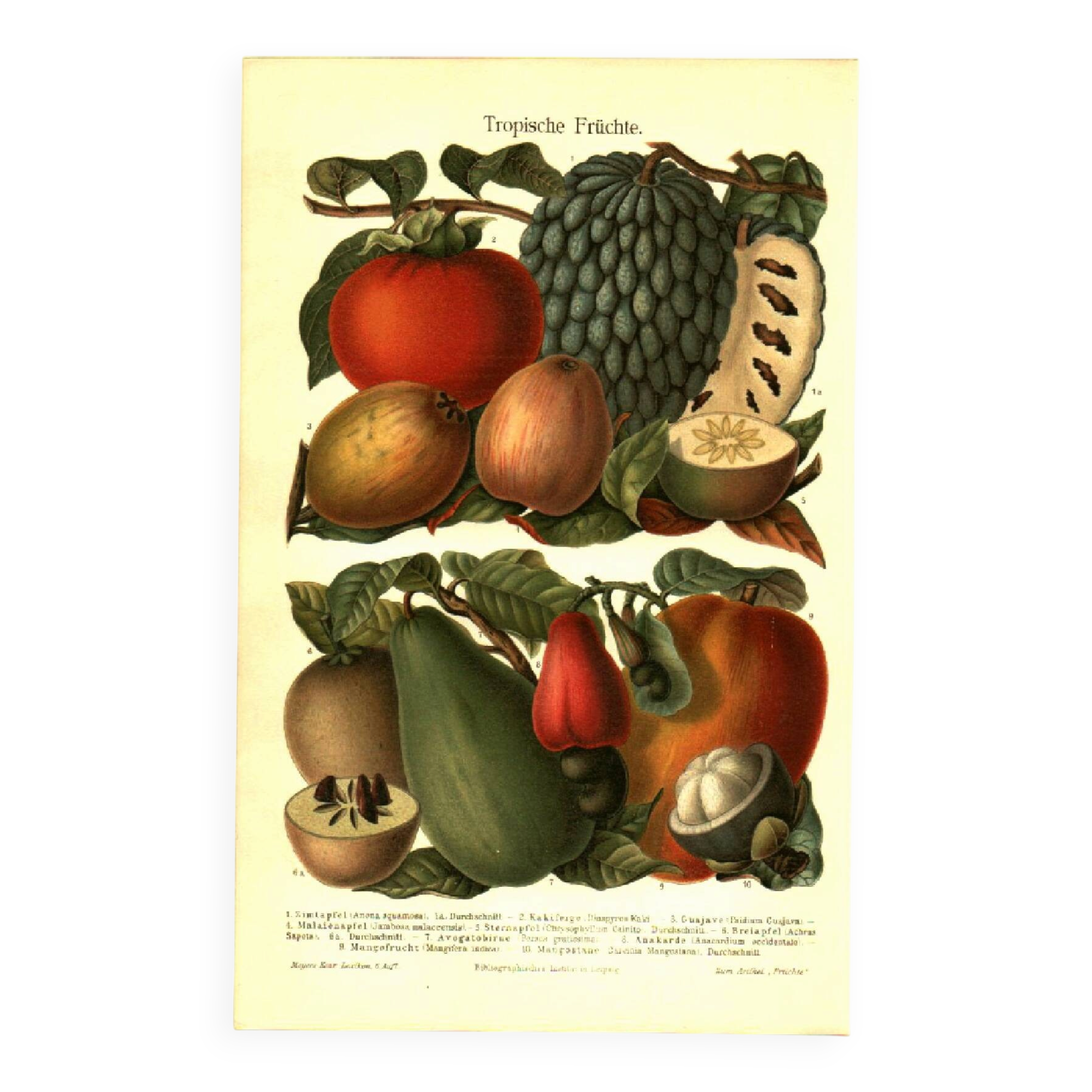 Botanical engraving from 1904 - Tropical fruits - Papaya, pomegranate, cuisine