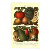 Botanical engraving from 1904 - Tropical fruits - Papaya, pomegranate, cuisine
