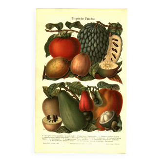 Botanical engraving from 1904 - Tropical fruits - Papaya, pomegranate, cuisine