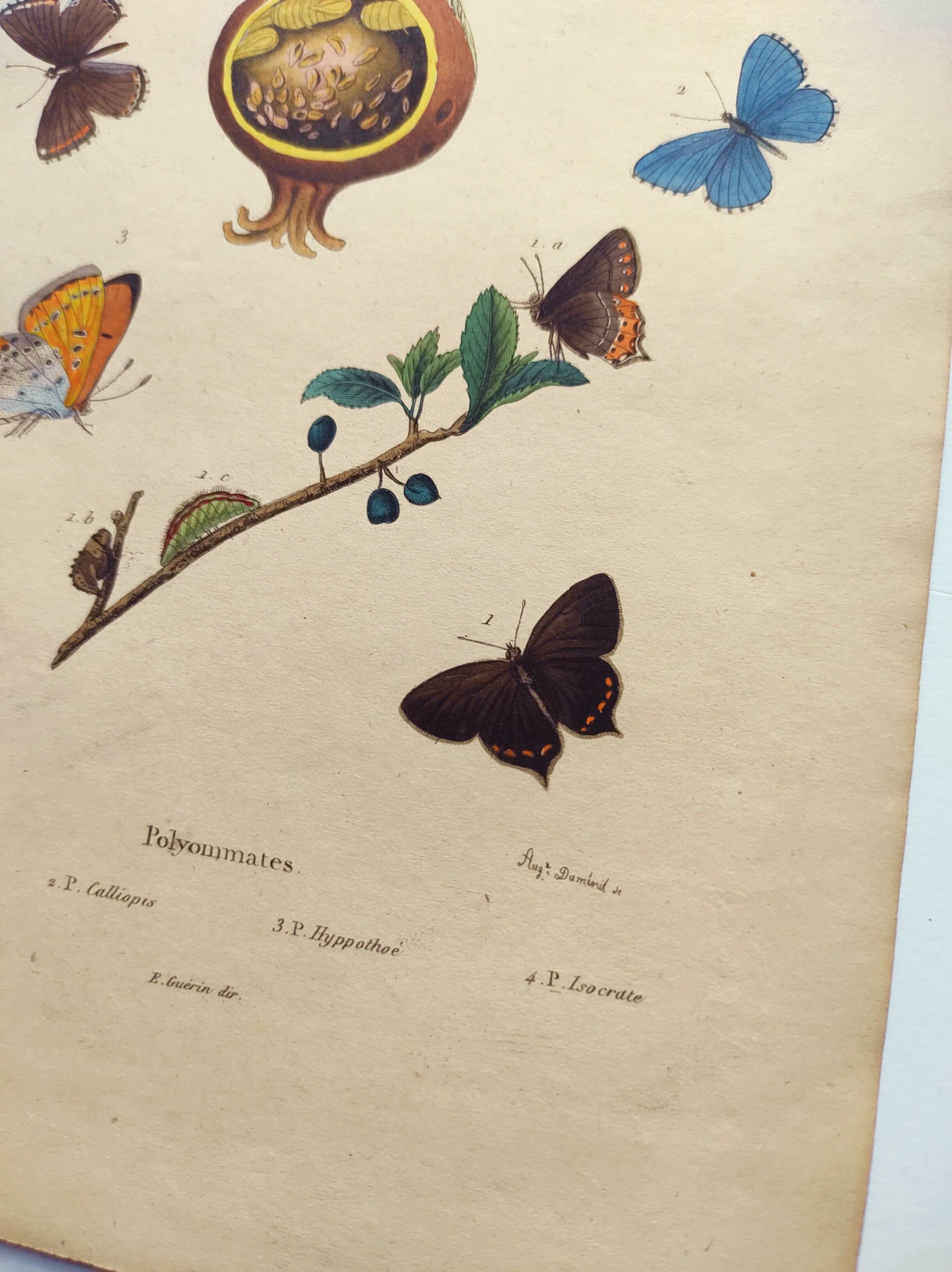Antique engraving from 1839 - Butterflies by Dumesnil - Hand-colored plate
